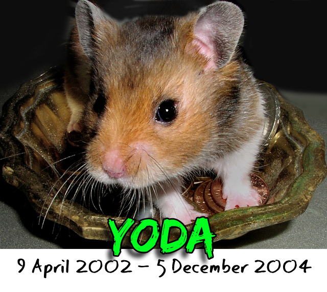 The Honorable Yoda, founder of YodaVision Entertainment & Mad Rodent Films
